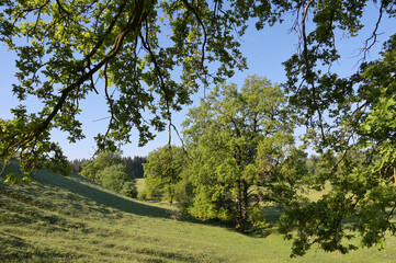 Eiche, Quercus spp.   Stieleiche, Quercus robur L., Solitärbäume