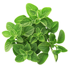 Fresh green oregano leaves herb, spice for cooking isolated on transparent background.