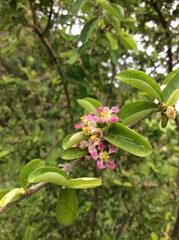 Beautiful spring flowers of Malpighia emarginata, also known as acerola, Barbados cherry, red cherry, Antillean cherry, cerecita, manzanita or semeruco. Family Malpighiaceae