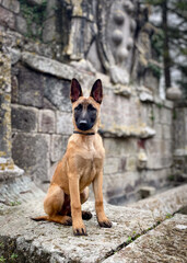 Pastore Belga Malinois