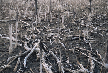 Destroyed mangrove forest scenery, Mangrove forests are destroyed and loss from the expansion of habitats. Expansion of habitats destruction the environment,mangrove forests degradation