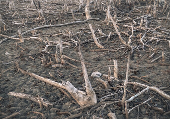 Destroyed mangrove forest scenery, Mangrove forests are destroyed and loss from the expansion of...