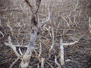 Destroyed mangrove forest scenery, Mangrove forests are destroyed and loss from the expansion of habitats. Expansion of habitats destruction the environment,mangrove forests degradation