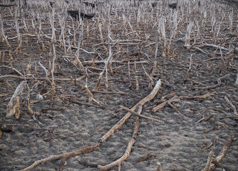 Destroyed mangrove forest scenery, Mangrove forests are destroyed and loss from the expansion of habitats. Expansion of habitats destruction the environment,mangrove forests degradation