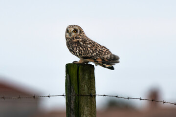 Hibou des marais, Hibou brachyote, Asio flammeus, Short eared Owl, region Pays de Loire; marais Breton; 85, Vendée, Loire Atlantique, France