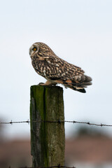Hibou des marais, Hibou brachyote, Asio flammeus, Short eared Owl, region Pays de Loire; marais Breton; 85, Vendée, Loire Atlantique, France