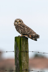 Hibou des marais, Hibou brachyote, Asio flammeus, Short eared Owl, region Pays de Loire; marais Breton; 85, Vendée, Loire Atlantique, France