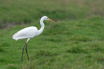 Grande Aigrette,. Ardea alba, Great Egret