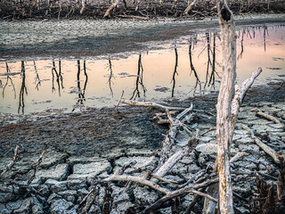 Destroyed mangrove forest scenery, Mangrove forests are destroyed and loss from the expansion of...
