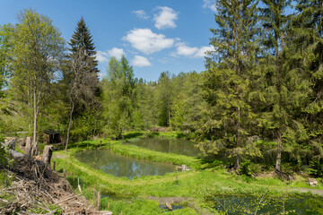 Tiny ponds in the area called Nitzelbachtal near the village called Allendorf Eder