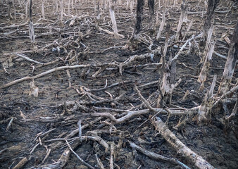 Destroyed mangrove forest scenery, Mangrove forests are destroyed and loss from the expansion of habitats. Expansion of habitats destruction the environment,mangrove forests degradation