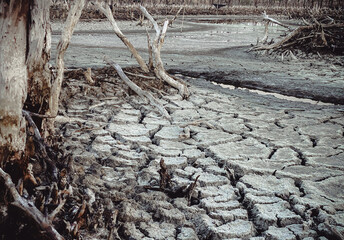 Destroyed mangrove forest scenery, Mangrove forests are destroyed and loss from the expansion of habitats. Expansion of habitats destruction the environment,mangrove forests degradation