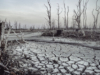 Destroyed mangrove forest scenery, Mangrove forests are destroyed and loss from the expansion of...