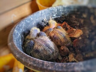 Two days old Pigeon chick at balcony garden.