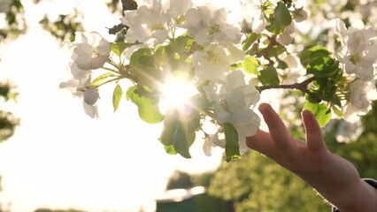 Little girls hand gently touches petals of flowers on blossom apple tree. Fingers kids stroking blooming buds of white flowers in garden. Spring sun shines with rays at sunset, unrecognizable person