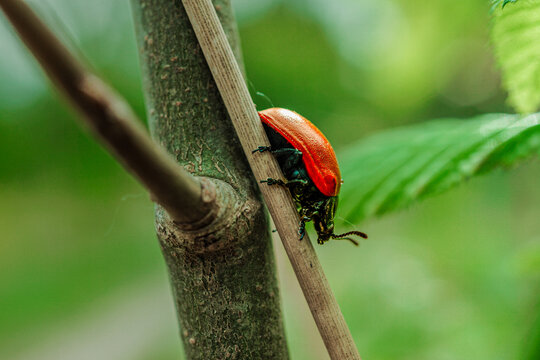 Lilioceris cheni, chrząszcz ziemniaczany