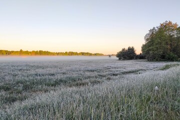 spring morning, foggy dawn, grass in the fog, morning in nature, frost on the grass, cold morning, cold spring morning, forest edge in the fog