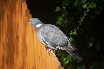 An adult Common wood pigeon sitting on an orange wooden fence against a dark background. 