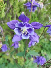 Alpine Columbine (Aquilegia alpina L.), violet bell flower