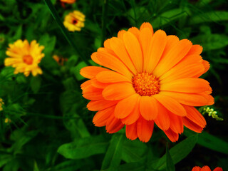 Flower with leaves Calendula (Calendula officinalis, pot, garden or English marigold) on blurred...
