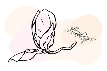 Magnolia, drawing in black, flowers on pastel spots. Illustration of magnolia flowers on a branch. Hand drawing. Spring flowers