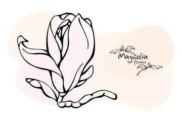 Magnolia, drawing in black, flowers on pastel spots. Illustration of magnolia flowers on a branch. Hand drawing. Spring flowers