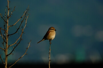 Red-backed Shrike (Lanius collurio) in the evening