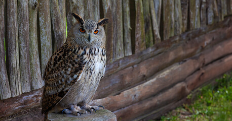 Eurasian owl resting on a tree trunk in a woodland, its bright orange eyes attentive and feathered coat intricate.