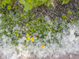 Poplar fluff on a grass in overcast weather, top view