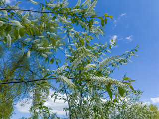 Branches of bird cherry with racemose inflorescences against clear sky