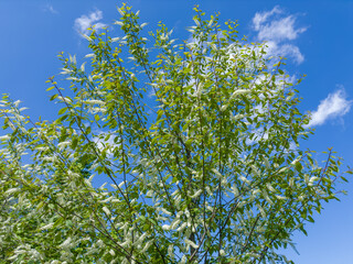 Top of bird cherry with racemose inflorescences against clear sky