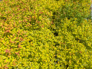 Young bright foliage of Spiraea japonica in spring sunny day