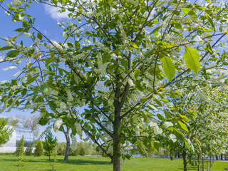 Trees of blooming bird cherry with racemose inflorescences in park