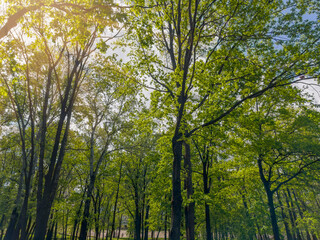 Old deciduous trees in city park in springtime, backlit