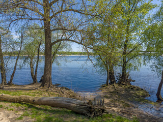 Old deciduous trees on river bank with snag on foreground