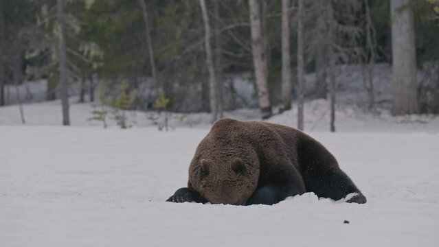 Big male brown bear dig the snow trying to find something to eat