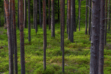 Obraz premium Young stand of forest trees with trunks in the foreground against a background of forest plantations during the day with light bands.