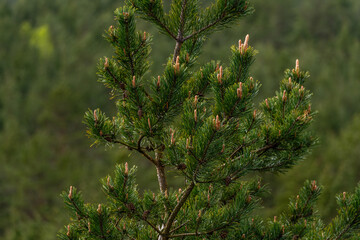 Close up of pine tree tops with fresh buds and cones against a blurred background of green trees.