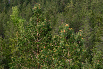 Close up of pine tree tops with fresh buds and cones against a background of green trees.