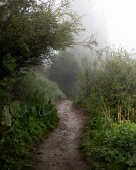 a beautiful path in the woods during the fog