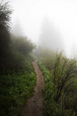 Fototapeta premium a beautiful path in the woods during the fog