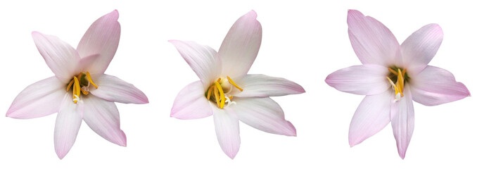 pink and white lily flower