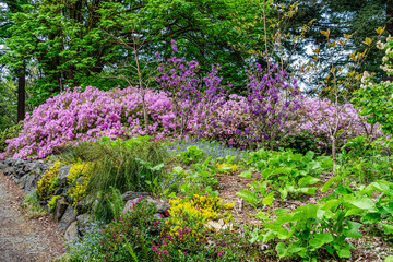 Flowers Of Many Colors 2