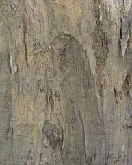Wood grain texture