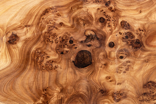 Texture of elm burl slab table top with inner knot in bizarre pattern as background