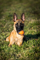 Pastore Belga Malinois