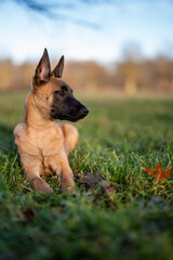 Pastore belga Malinois