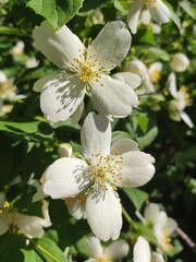 Lewis's mock orange (Jasmine, Philadelphus lewisii Pursh), bush with white flowers closeup