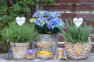 rustikales Garten-Arrangement mit Rosmarin, Thymian und blauer Bauernhortensie in Körben