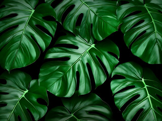 Green Monstera Leaves Pattern Background, Exotic Foliage Decoration Design.